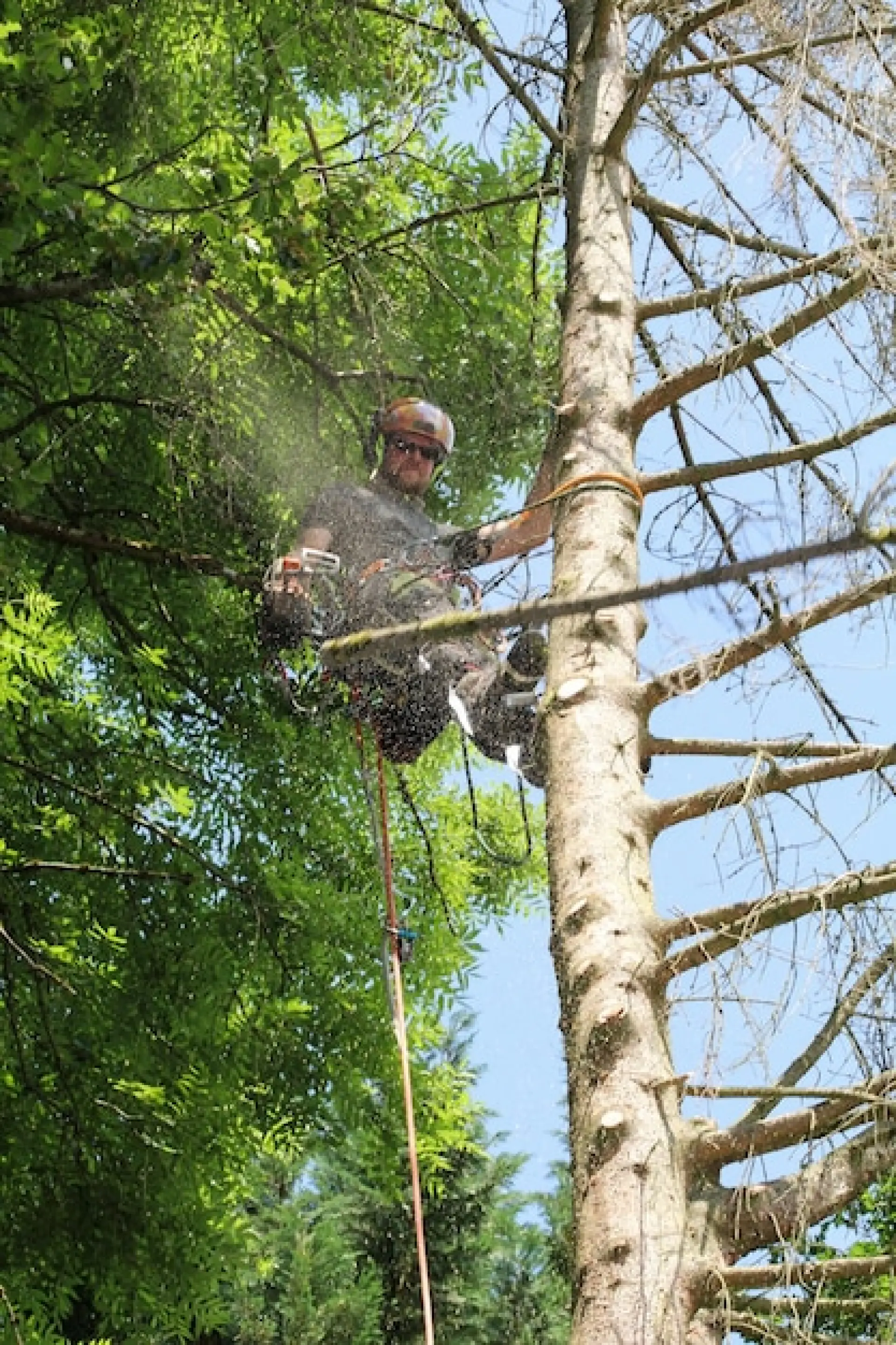 Contact Us for Dead Branch Removal Reading, Basingstoke and Andover 