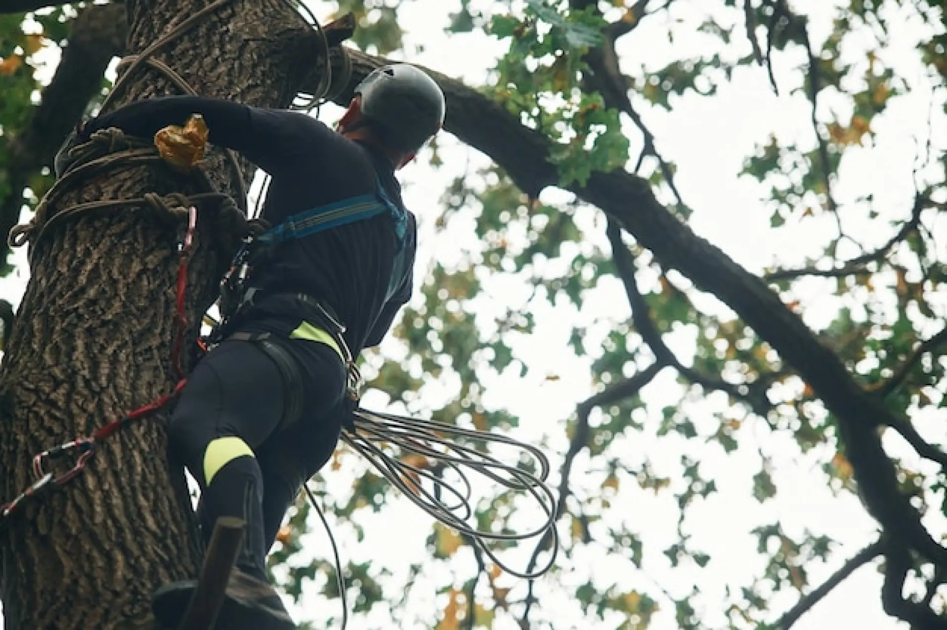 Emergency Tree Surgeon Reading, Basingstoke and Andover 