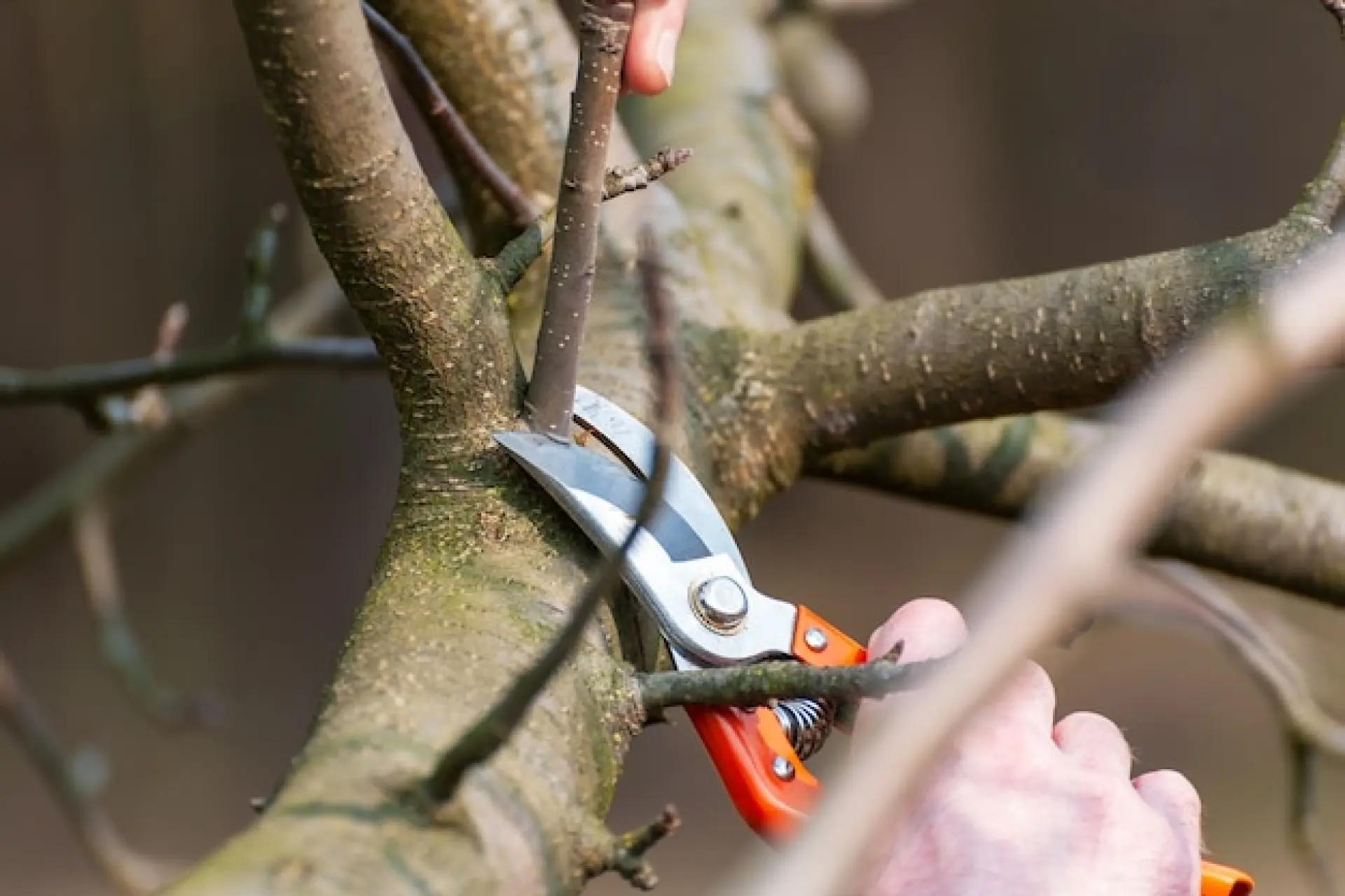 Tree Surgery Services Reading, Basingstoke and Andover 
