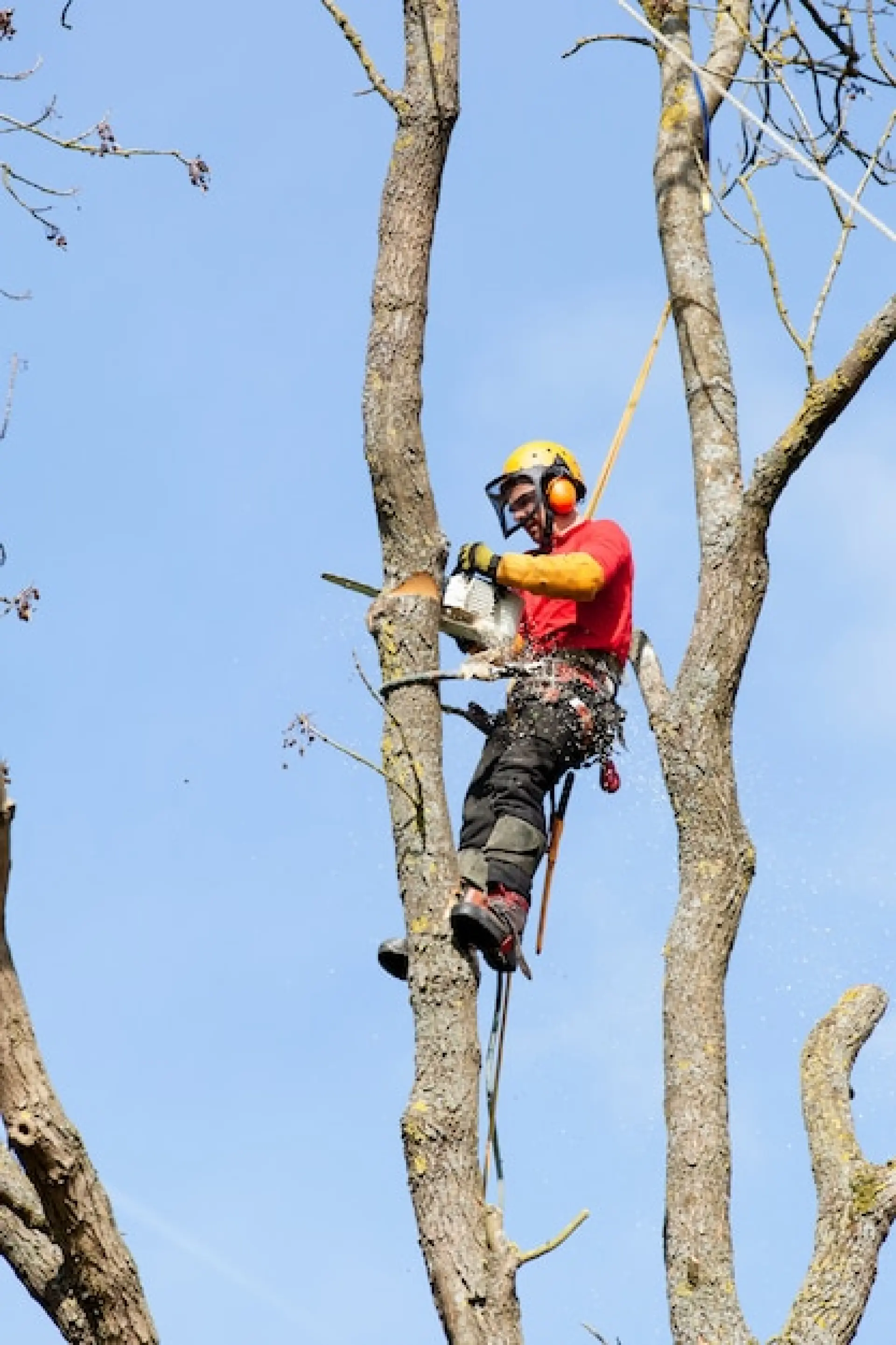 Book A Tree Surgeon Reading, Basingstoke, Andover
