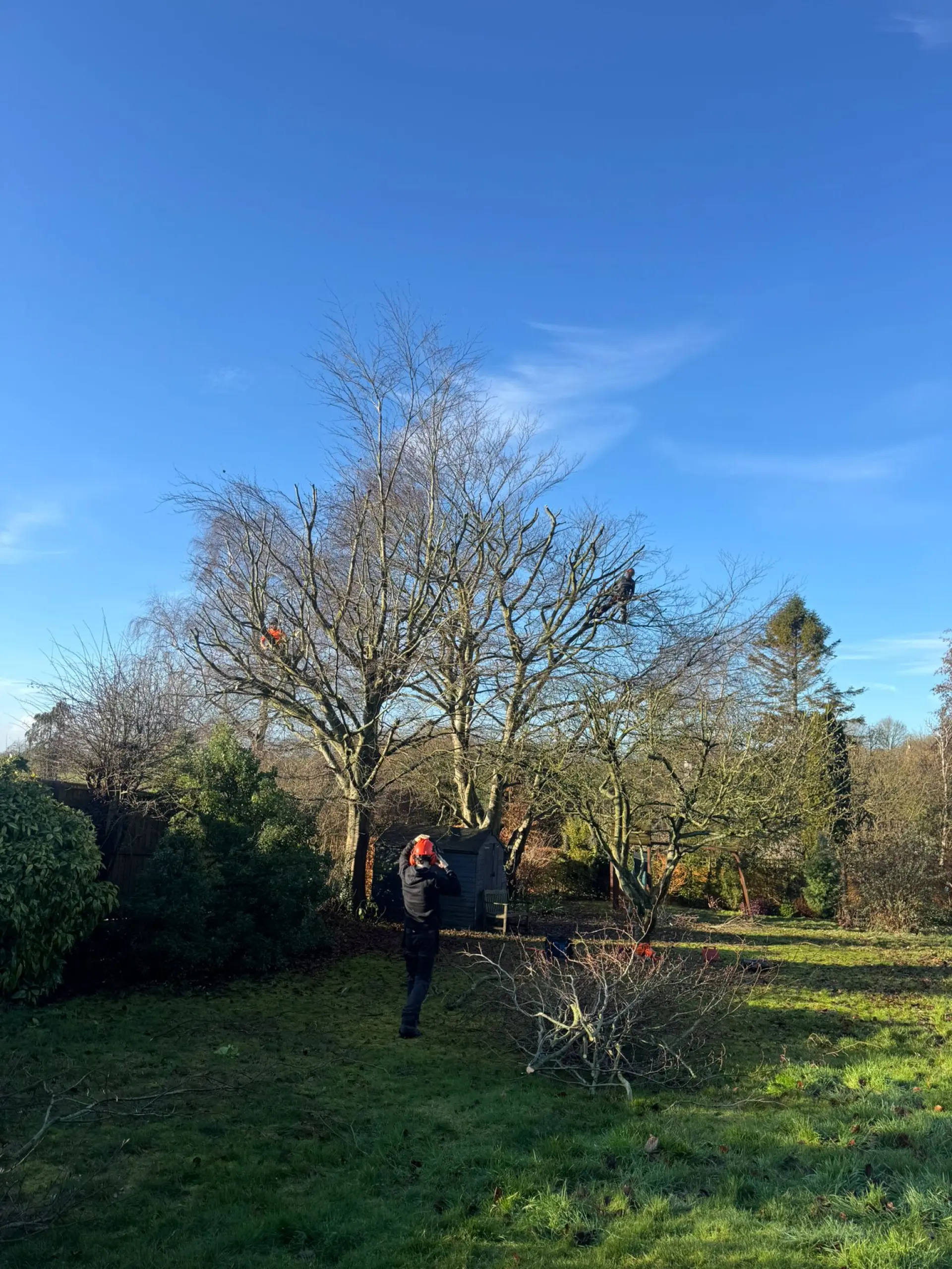 Tree Pruning Reading, Basingstoke and Andover 
